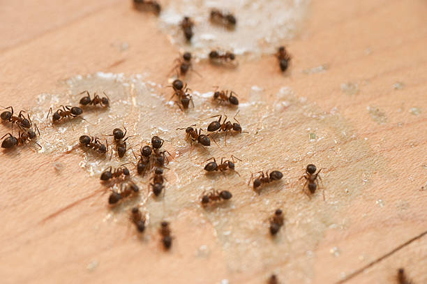 Best Wildlife Control Services  in Hillcrest Heights, MD