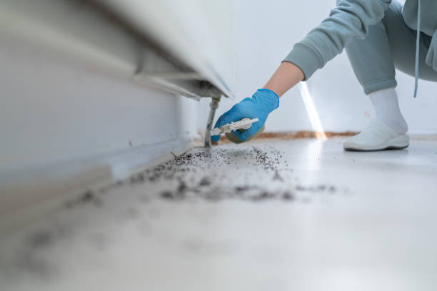 Best Pest Prevention Services  in Hillcrest Heights, MD